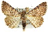  (Diatenes igneipicta - 10ANIC-06708)  @15 [ ] CreativeCommons - Attribution (2010) CBG Photography Group Centre for Biodiversity Genomics