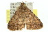  ( - 10ANIC-06709)  @13 [ ] CreativeCommons - Attribution (2010) CBG Photography Group Centre for Biodiversity Genomics
