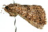  ( - 10ANIC-06711)  @13 [ ] CreativeCommons - Attribution (2010) CBG Photography Group Centre for Biodiversity Genomics