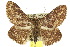  (Veia contracta - 10ANIC-06718)  @15 [ ] CreativeCommons - Attribution (2010) CBG Photography Group Centre for Biodiversity Genomics
