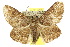  ( - 10ANIC-06719)  @15 [ ] CreativeCommons - Attribution (2010) CBG Photography Group Centre for Biodiversity Genomics