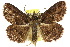  ( - 10ANIC-06720)  @15 [ ] CreativeCommons - Attribution (2010) CBG Photography Group Centre for Biodiversity Genomics