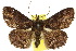  (Veia caeruleotincta - 10ANIC-06721)  @15 [ ] CreativeCommons - Attribution (2010) CBG Photography Group Centre for Biodiversity Genomics