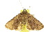  ( - 10ANIC-06727)  @14 [ ] CreativeCommons - Attribution (2010) CBG Photography Group Centre for Biodiversity Genomics