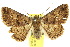  ( - 10ANIC-06729)  @15 [ ] CreativeCommons - Attribution (2010) CBG Photography Group Centre for Biodiversity Genomics