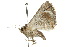  ( - 10ANIC-06737)  @13 [ ] CreativeCommons - Attribution (2010) CBG Photography Group Centre for Biodiversity Genomics