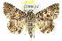  (Praxis sp. ANIC5 - 10ANIC-06738)  @15 [ ] CreativeCommons - Attribution (2010) CBG Photography Group Centre for Biodiversity Genomics