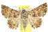  ( - 10ANIC-06739)  @15 [ ] CreativeCommons - Attribution (2010) CBG Photography Group Centre for Biodiversity Genomics
