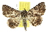  ( - 10ANIC-06740)  @14 [ ] CreativeCommons - Attribution (2010) CBG Photography Group Centre for Biodiversity Genomics