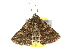  ( - 10ANIC-06744)  @12 [ ] CreativeCommons - Attribution (2010) CBG Photography Group Centre for Biodiversity Genomics