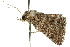  ( - 10ANIC-06745)  @13 [ ] CreativeCommons - Attribution (2010) CBG Photography Group Centre for Biodiversity Genomics