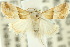 ( - 10ANIC-06748)  @14 [ ] CreativeCommons - Attribution (2010) CBG Photography Group Centre for Biodiversity Genomics