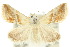  ( - 10ANIC-06751)  @14 [ ] CreativeCommons - Attribution (2010) CBG Photography Group Centre for Biodiversity Genomics