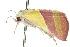  ( - 10ANIC-06761)  @12 [ ] CreativeCommons - Attribution (2010) CBG Photography Group Centre for Biodiversity Genomics