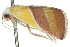  ( - 10ANIC-06762)  @12 [ ] CreativeCommons - Attribution (2010) CBG Photography Group Centre for Biodiversity Genomics