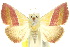  ( - 10ANIC-06763)  @14 [ ] CreativeCommons - Attribution (2010) CBG Photography Group Centre for Biodiversity Genomics