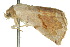  ( - 10ANIC-06764)  @13 [ ] CreativeCommons - Attribution (2010) CBG Photography Group Centre for Biodiversity Genomics