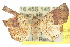  (Autoba undilinea - 10ANIC-06767)  @14 [ ] CreativeCommons - Attribution (2010) CBG Photography Group Centre for Biodiversity Genomics