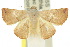  ( - 10ANIC-06769)  @14 [ ] CreativeCommons - Attribution (2010) CBG Photography Group Centre for Biodiversity Genomics