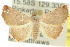  ( - 10ANIC-06770)  @14 [ ] CreativeCommons - Attribution (2010) CBG Photography Group Centre for Biodiversity Genomics