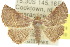  (Autoba latericolor - 10ANIC-06774)  @15 [ ] CreativeCommons - Attribution (2010) CBG Photography Group Centre for Biodiversity Genomics