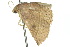  ( - 10ANIC-06775)  @13 [ ] CreativeCommons - Attribution (2010) CBG Photography Group Centre for Biodiversity Genomics