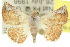  ( - 10ANIC-06777)  @14 [ ] CreativeCommons - Attribution (2010) CBG Photography Group Centre for Biodiversity Genomics