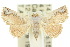  ( - 10ANIC-06779)  @13 [ ] CreativeCommons - Attribution (2010) CBG Photography Group Centre for Biodiversity Genomics