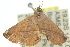  ( - 10ANIC-06782)  @13 [ ] CreativeCommons - Attribution (2010) CBG Photography Group Centre for Biodiversity Genomics