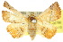  (Autoba crassiuscula - 10ANIC-06786)  @15 [ ] CreativeCommons - Attribution (2010) CBG Photography Group Centre for Biodiversity Genomics