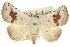  ( - 10ANIC-06787)  @15 [ ] CreativeCommons - Attribution (2010) CBG Photography Group Centre for Biodiversity Genomics