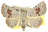  ( - 10ANIC-06791)  @15 [ ] CreativeCommons - Attribution (2010) CBG Photography Group Centre for Biodiversity Genomics