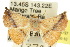  ( - 10ANIC-06797)  @14 [ ] CreativeCommons - Attribution (2010) CBG Photography Group Centre for Biodiversity Genomics