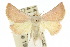  ( - 10ANIC-06806)  @14 [ ] CreativeCommons - Attribution (2010) CBG Photography Group Centre for Biodiversity Genomics