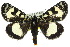  ( - 10ANIC-06847)  @13 [ ] CreativeCommons - Attribution (2010) CBG Photography Group Centre for Biodiversity Genomics