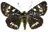  ( - 10ANIC-06872)  @15 [ ] CreativeCommons - Attribution (2010) CBG Photography Group Centre for Biodiversity Genomics