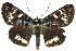  ( - 10ANIC-06873)  @15 [ ] CreativeCommons - Attribution (2010) CBG Photography Group Centre for Biodiversity Genomics