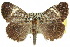  (Idalima sp. ANIC1 - 10ANIC-06879)  @15 [ ] CreativeCommons - Attribution (2010) CBG Photography Group Centre for Biodiversity Genomics