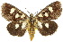  ( - 10ANIC-06916)  @15 [ ] CreativeCommons - Attribution (2010) CBG Photography Group Centre for Biodiversity Genomics