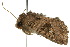  ( - 10ANIC-06968)  @13 [ ] CreativeCommons - Attribution (2010) CBG Photography Group Centre for Biodiversity Genomics