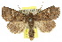  ( - 10ANIC-06970)  @15 [ ] CreativeCommons - Attribution (2010) CBG Photography Group Centre for Biodiversity Genomics