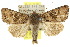  ( - 10ANIC-06971)  @15 [ ] CreativeCommons - Attribution (2010) CBG Photography Group Centre for Biodiversity Genomics