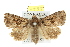  ( - 10ANIC-06972)  @15 [ ] CreativeCommons - Attribution (2010) CBG Photography Group Centre for Biodiversity Genomics