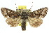  (Neumichtis archephanes - 10ANIC-06977)  @15 [ ] CreativeCommons - Attribution (2010) CBG Photography Group Centre for Biodiversity Genomics