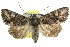  ( - 10ANIC-06978)  @15 [ ] CreativeCommons - Attribution (2010) CBG Photography Group Centre for Biodiversity Genomics