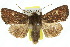  ( - 10ANIC-06994)  @14 [ ] CreativeCommons - Attribution (2010) CBG Photography Group Centre for Biodiversity Genomics