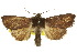  (Neumichtis sp. ANIC4 - 10ANIC-06996)  @15 [ ] CreativeCommons - Attribution (2010) CBG Photography Group Centre for Biodiversity Genomics