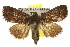  ( - 10ANIC-06999)  @15 [ ] CreativeCommons - Attribution (2010) CBG Photography Group Centre for Biodiversity Genomics