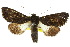  (Neumichtis sp. ANIC5 - 10ANIC-07003)  @14 [ ] CreativeCommons - Attribution (2010) CBG Photography Group Centre for Biodiversity Genomics