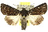  ( - 10ANIC-07008)  @14 [ ] CreativeCommons - Attribution (2010) CBG Photography Group Centre for Biodiversity Genomics
